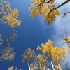 Aspens in the fall blue sky