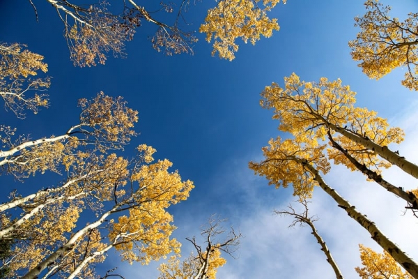 Aspens in the blue autumn sky