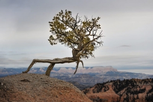 Tree surviving on the edge of a canyon
